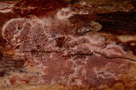 Attēlu rezultāti vaicājumam “Ceriporia purpurea”