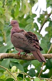 Attēlu rezultāti vaicājumam “Columbiformes”