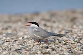 Attēlu rezultāti vaicājumam “Sterna hirundo adult”