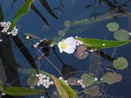 Attēlu rezultāti vaicājumam “Stratiotes aloides flower”