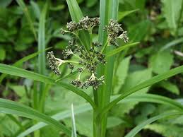 Attēlu rezultāti vaicājumam “Scirpus sylvaticus flower”