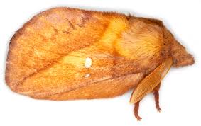 Attēlu rezultāti vaicājumam “Euthrix potatoria”