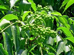 Attēlu rezultāti vaicājumam “Phellodendron amurense”