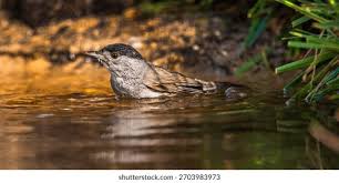 Attēlu rezultāti vaicājumam “Sylvia atricapilla male”