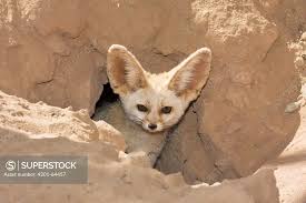 Attēlu rezultāti vaicājumam “Vulpes zerda”