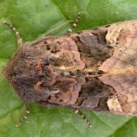 Attēlu rezultāti vaicājumam “Euplexia lucipara”