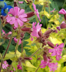 Image result for Silene dioica