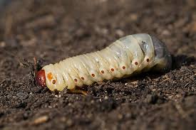 Attēlu rezultāti vaicājumam “Oryctes nasicornis larva”