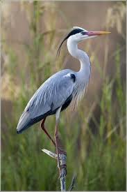 Image result for heron