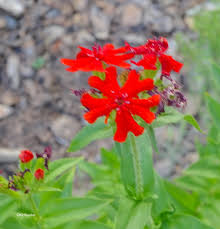 Attēlu rezultāti vaicājumam “Silene chalcedonica flower”