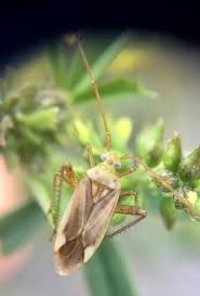 Attēlu rezultāti vaicājumam “Adelphocoris quadripunctatus”