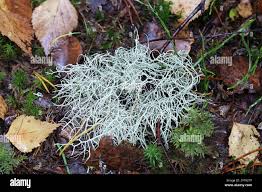 Attēlu rezultāti vaicājumam “Usnea subfloridana”