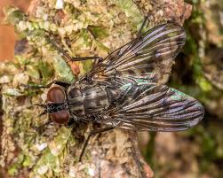 Attēlu rezultāti vaicājumam “Muscidae”
