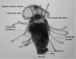Attēlu rezultāti vaicājumam “Phronia sp. larva”