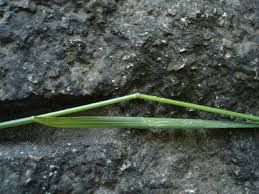 Attēlu rezultāti vaicājumam “Poa nemoralis”