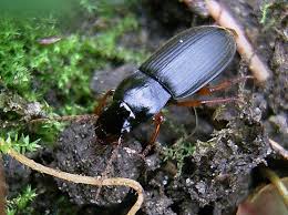 Attēlu rezultāti vaicājumam “Pseudoophonus rufipes”