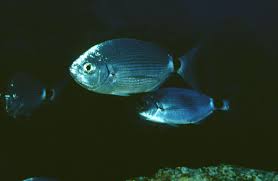 Image result for Oblada melanurus