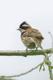 Image result for Emberiza rustica