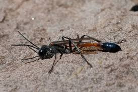 Attēlu rezultāti vaicājumam “Ammophila sp.”