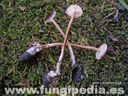 Attēlu rezultāti vaicājumam “Collybia tuberosa”