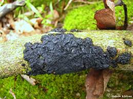 Attēlu rezultāti vaicājumam “Exidia glandulosa”