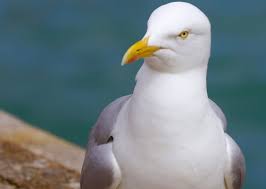 Image result for Wigan Seagulls