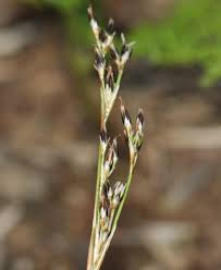 Attēlu rezultāti vaicājumam “Juncus squarrosus”