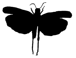 Attēlu rezultāti vaicājumam “Psophus stridulus”