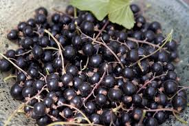 Attēlu rezultāti vaicājumam “Ribes nigrum fruit”