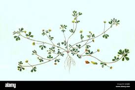 Attēlu rezultāti vaicājumam “Trifolium aureum leaf”