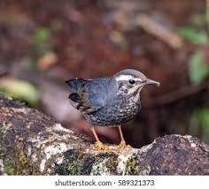 Image result for Zoothera sibirica