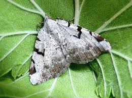 Attēlu rezultāti vaicājumam “Macaria wauaria”