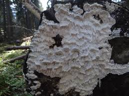 Attēlu rezultāti vaicājumam “Antrodia”