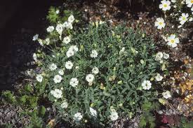 Attēlu rezultāti vaicājumam “Silene x arkwrightii Vesuvius”