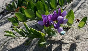 Attēlu rezultāti vaicājumam “Lathyrus japonicus subsp. maritimus flower”