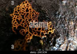 Attēlu rezultāti vaicājumam “Polycephalomyces tomentosus”