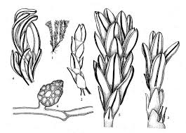 Attēlu rezultāti vaicājumam “Tortula lingulata”