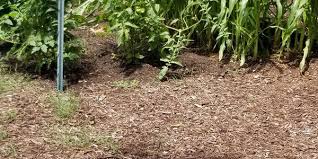 Image result for Castle Point Bowls Club