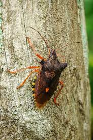 Attēlu rezultāti vaicājumam “Pentatoma rufipes”