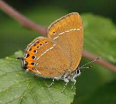 Attēlu rezultāti vaicājumam “Satyrium pruni”
