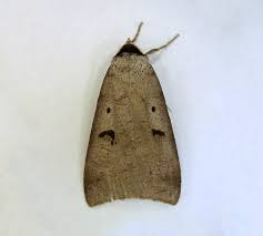 Attēlu rezultāti vaicājumam “Lygephila pastinum”