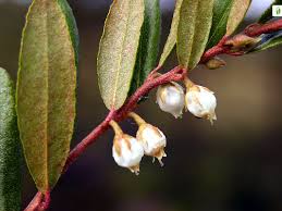 Attēlu rezultāti vaicājumam “Chamaedaphne calyculata leaf”