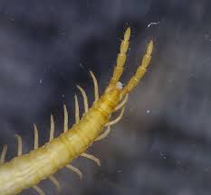 Attēlu rezultāti vaicājumam “Geophilidae”