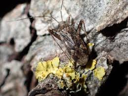 Attēlu rezultāti vaicājumam “Phytocoris sp.”