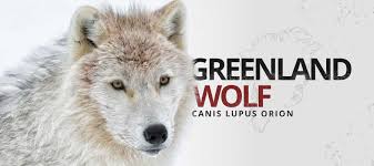 Attēlu rezultāti vaicājumam “Canis lupus”