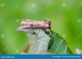 Attēlu rezultāti vaicājumam “Axylia putris”