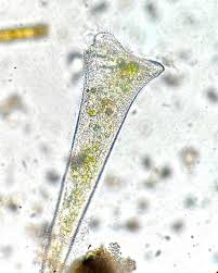 Attēlu rezultāti vaicājumam “Lycogala alisaulianovae sessile”