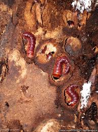 Attēlu rezultāti vaicājumam “Cossus cossus larva”