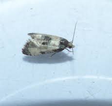 Attēlu rezultāti vaicājumam “Cochylis dubitana”