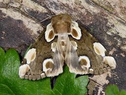 Attēlu rezultāti vaicājumam “Thyatira batis imago”